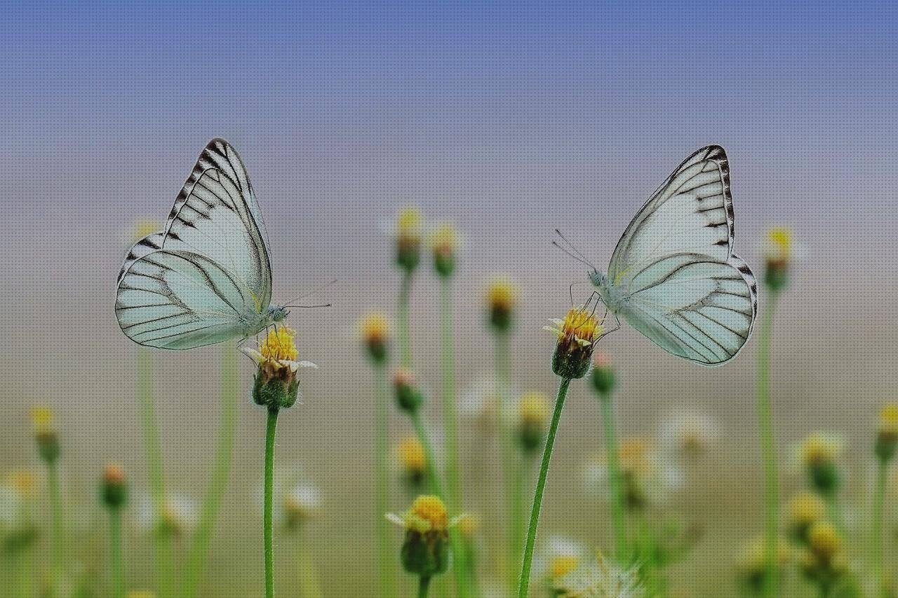 Análisis de las 19 mejores mariposas de siliconas