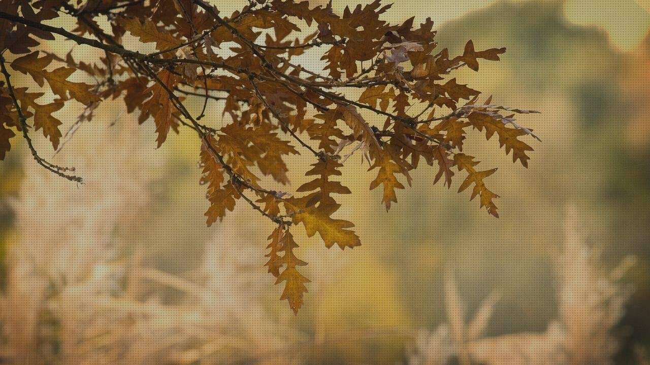 Las mejores marcas de roble blanco melamina cubrecanto melamina negro cubrecanto de plástico flexible roble claro melamina