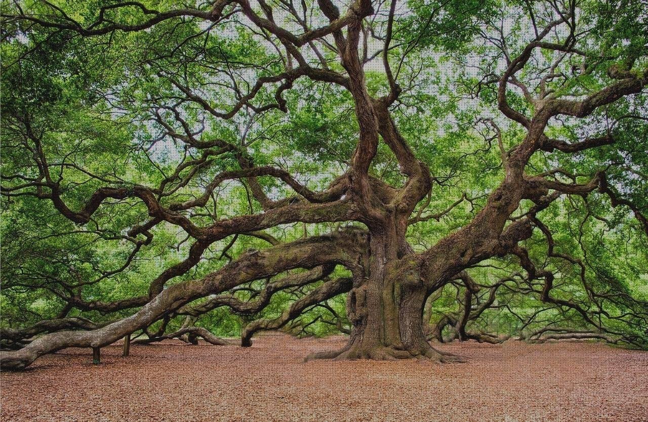 Análisis de los 21 mejores robles naturales melaminas a la venta