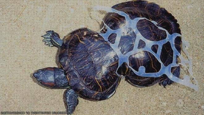 Las mejores tortuga con aro de plastico