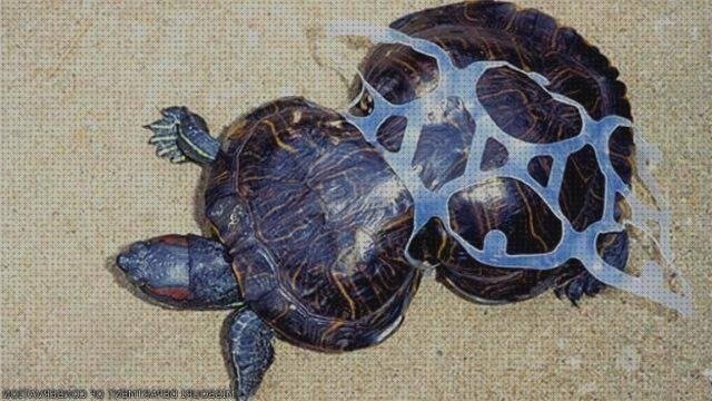 Las 9 Mejores Tortugas Con Aros De Plásticos